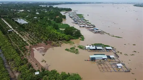 Sạt lở nghiêm trọng tại xã cù lao An Hiệp, Đồng Tháp