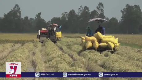 Nông dân Sóc Trăng tăng lợi nhuận từ 20-30% vụ lúa Hè Thu