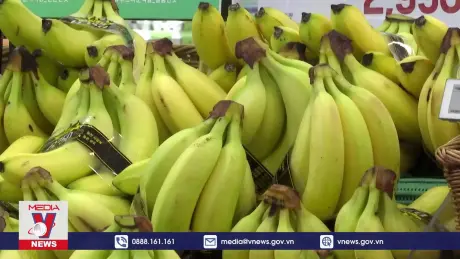 Biến đổi khí hậu giúp Hàn Quốc trồng được chuối