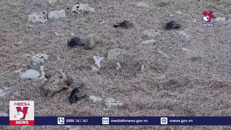 Bảo tồn rùa biển ở Vườn quốc gia Núi Chúa