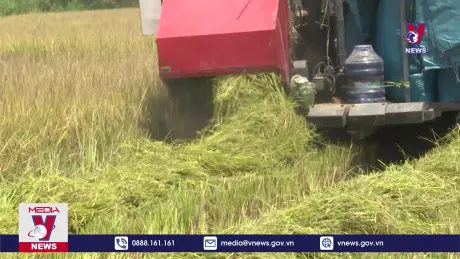 Bản tin thời sự 8h ngày 07/8/2024