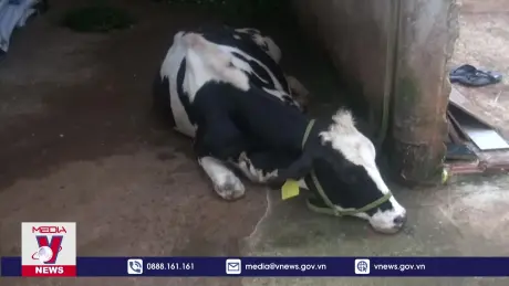 Bò sữa chết hàng loạt tại Lâm Đồng