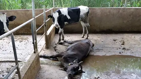 Tạm dừng sử dụng vaccine để xác định nguyên nhân vụ bò chết hàng loạt tại Lâm Đồng