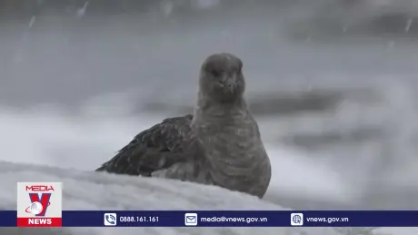 Sóng nhiệt kỷ lục ở Nam Cực đe dọa tương lai Trái Đất