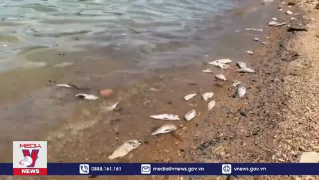 Quảng Bình tìm nguyên nhân gây chết cá hồ Rào Đá