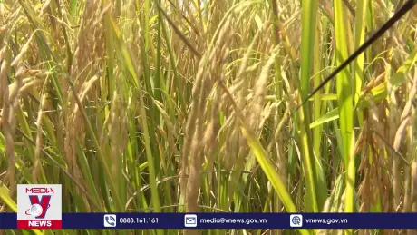 Đề xuất lập Hội đồng lúa gạo quốc gia