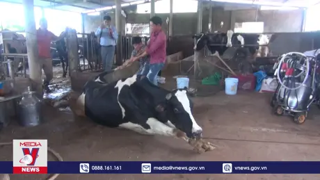 Cần dồn sức cứu đàn bò đang chết dần ở Lâm Đồng