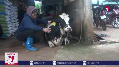 Phòng chống bệnh tiêu chảy trên đàn bò sữa tỉnh Lâm Đồng