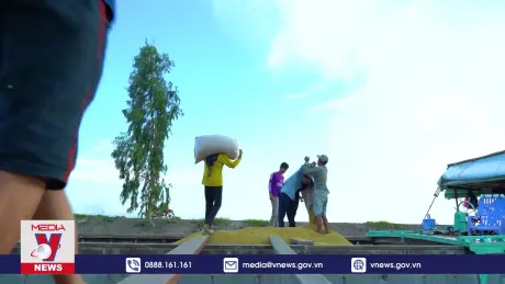 Gạo Việt nỗ lực giữ vững nguồn lực xuất khẩu