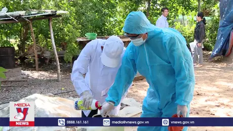 Đà Nẵng ngăn chặn dịch tả lợn châu phi bùng phát