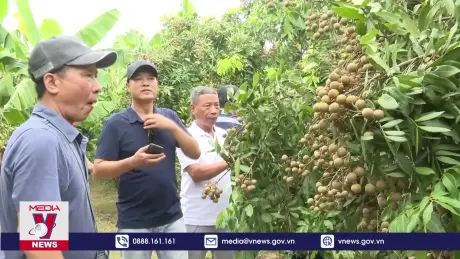 Khai mạc Tuần lễ tôn vinh nhãn lồng Hưng Yên năm 2024