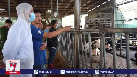 Đã có hơn 200 con bò sữa bị chết