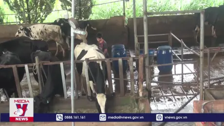 Hộ đầu tiên ở Lâm Đồng chữa khỏi cho đàn bò sữa