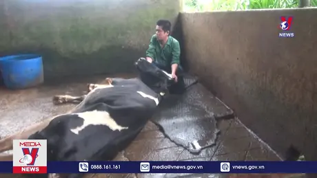 Bản tin thời sự 21h ngày 12/8/2024