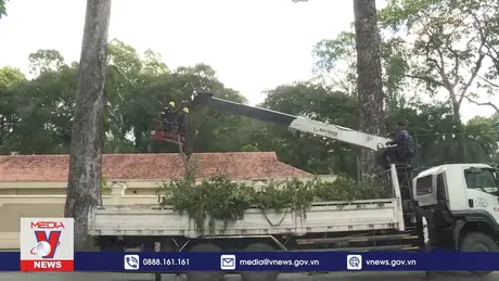 TPHCM kiểm tra toàn diện an toàn cây xanh 