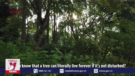 Bác sỹ chữa bệnh cho cây xanh tại Singapore