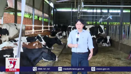 Đàn bò sữa Lâm Đồng phát bệnh trở lại, hộ nuôi bất lực