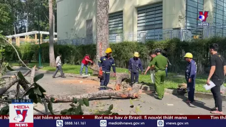 TP.HCM đang đầu tư máy kiểm tra 'khuyết tật' cây xanh