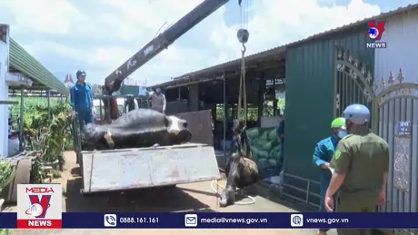 Nguyên nhân chính thức khiến bò chết ở Lâm Đồng