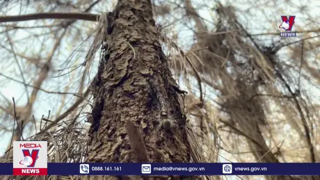 Hơn 750 ha rừng thông ở Nghệ An bị sâu róm tàn phá nặng nề