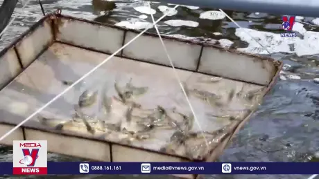 Tôm Cà Mau có thêm chứng nhận quốc tế