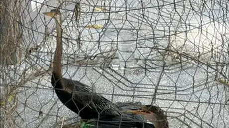 Tây Ninh: Tạm giữ hình sự đối tượng buôn bán trái phép 2 cá thể chim cổ rắn