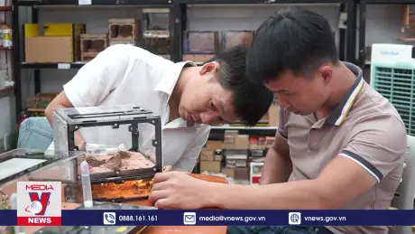 “Nuôi Kiến Bằng Tank” – Trào lưu mới Kiến trở thành thú cưng của giới trẻ