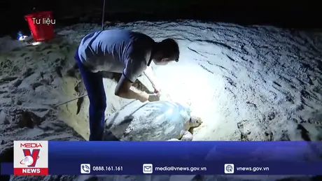 Vườn Quốc gia Côn Đảo giải cứu Rùa xanh quý hiếm