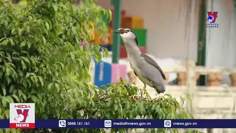 Nhiều cá thể chim về hồ Gươm làm tổ