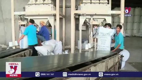 Giá gạo Việt tăng cao nhất thế giới