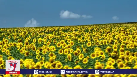 Cánh đồng hoa hướng dương rực rỡ ở Nội Mông, Trung Quốc