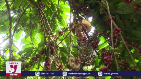 Sản lượng cà phê niên vụ tới dự báo giảm