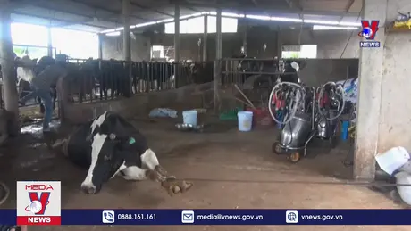 Yêu cầu đền bù thiệt hại trên đàn bò sữa Lâm Đồng