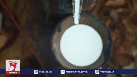 Cao su tiểu điền trước quy định chống phá rừng của châu Âu