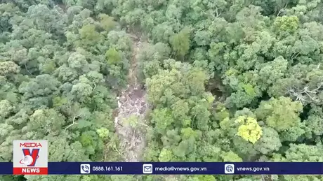 Thị trường tín chỉ carbon – Đường đến Net zero