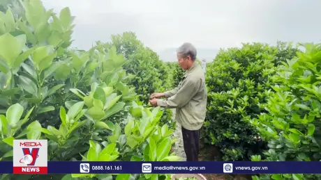 Nhiều diện tích quất tại Nam Định bị thiệt hại không kịp chín đúng dịp Tết