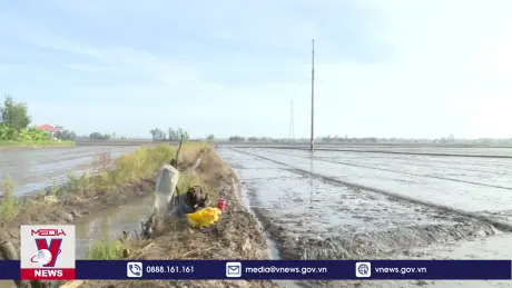 Giá lúa tăng, nông dân ồ ạt gieo sạ lúa Thu Đông không theo khuyến cáo