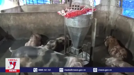 Trách nhiệm người đứng đầu trong chống dịch tả lợn Châu Phi