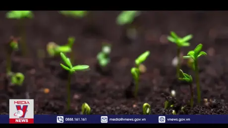 Di sản Xanh với kỷ lục trồng 600 triệu cây trong một ngày tại Ethiopia