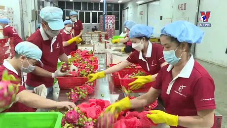 越通社新闻 - Bản tin tiếng Trung ngày 24/8/2024
