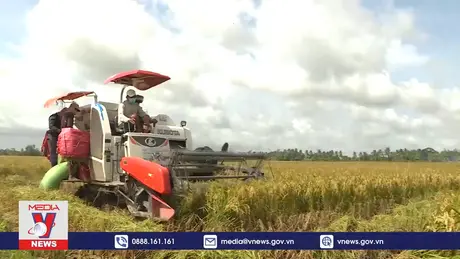 Giá lúa Hè Thu tăng cao, nông dân Trà Vinh phấn khởi