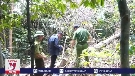 “Lâm tặc” đốn hạ nhiều cây gỗ rừng ở Quảng Trị