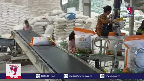 Indonesia mua thêm gạo, cơ hội cho gạo Việt 