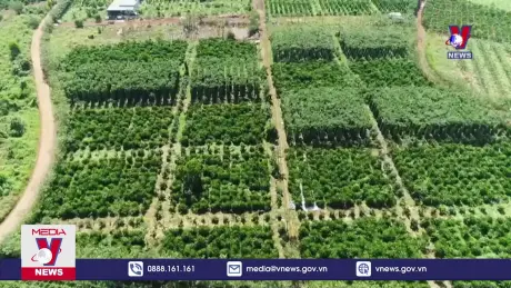 Doanh nghiệp ứng phó với quy định chống phá rừng của EU