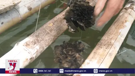 Nghề nuôi biển ở Nghệ An chưa tương xứng với tiềm năng