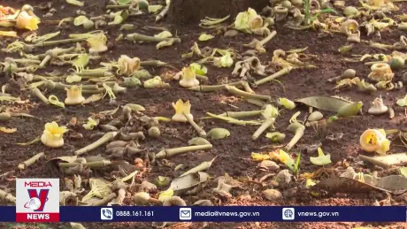 Người trồng sầu riêng ở Đắk Lắk gặp nhiều bất lợi