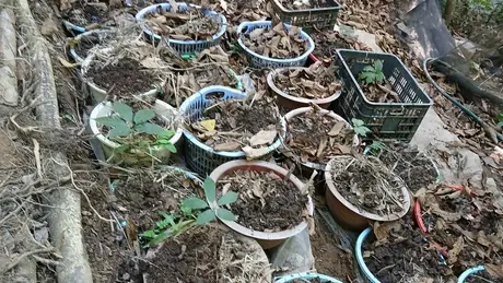 Người trồng sâm lo lắng vì nạn trộm cắp sâm Ngọc Linh