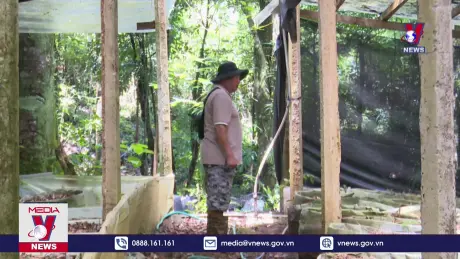 Xảy ra vụ trộm 160 cây sâm Ngọc Linh ở Kon Tum