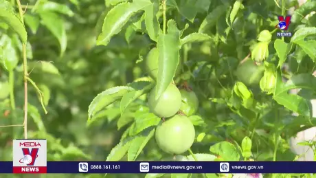 Chanh dây rộng cửa vào thị trường Mỹ