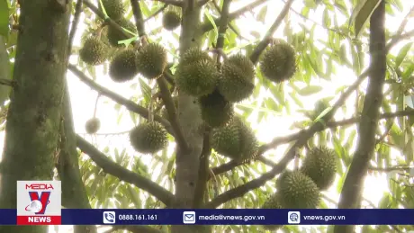 Kon Tum khuyến cáo nông dân không phát triển ồ ạt diện tích sầu riêng